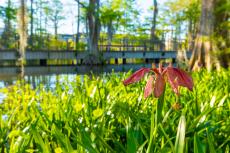 Special Landscapes