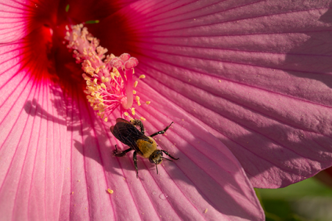 Bee on Flower