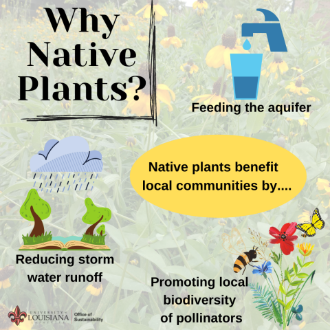 Exploring the Positive Environmental Benefits of Urban Native