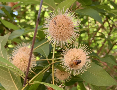 UL Lafayette’s work providing habitat for pollinators such as bees is creating quite a buzz. The University has been designated a Bee Campus USA Affiliate in recognition of its work planting wildflowers and creating service-learning projects